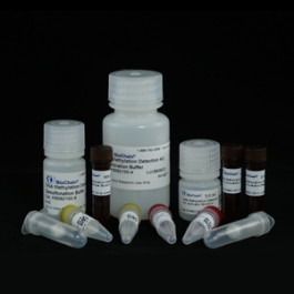 DNA Methylation Detection Kit | BioChain Institute Inc.