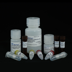 DNA Methylation Detection Kit